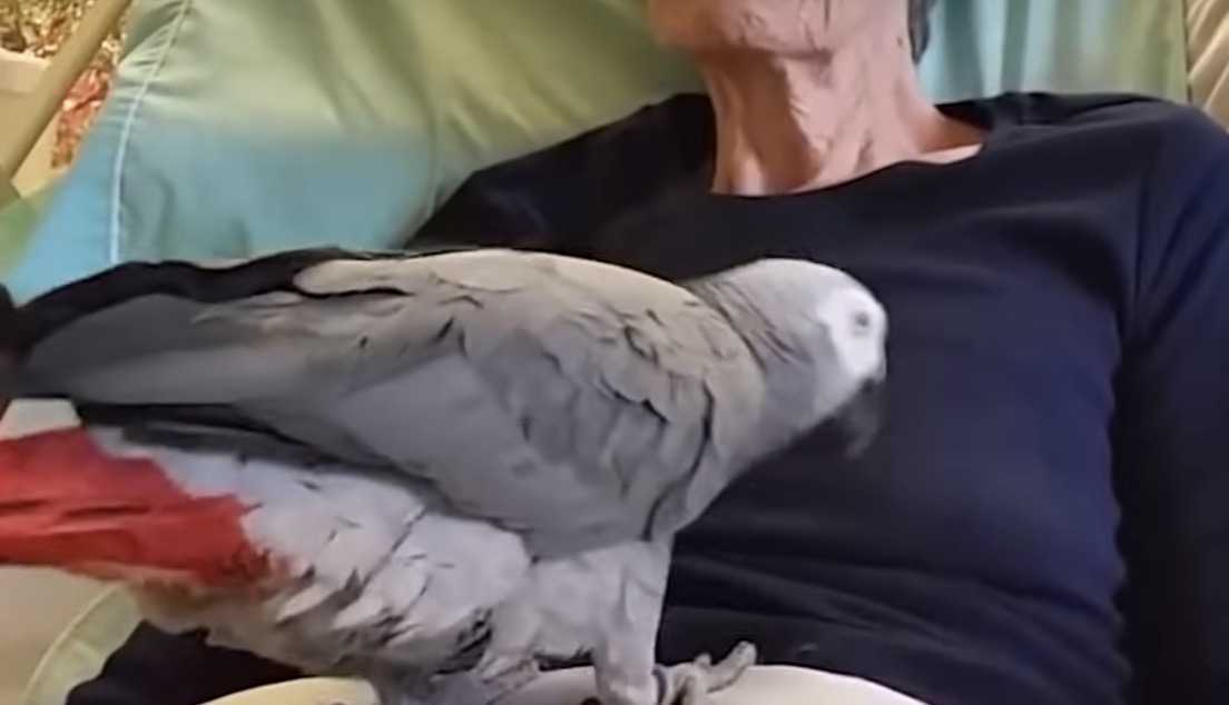 Um papagaio começa a chorar quando sua mãe moribunda diz: Eu te amo!