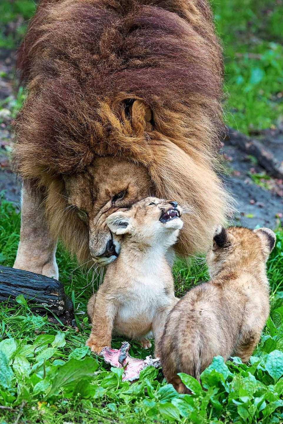 O pai leão luta para cuidar de 5 filhotes rebeldes enquanto a mãe se recupera do ataque de outra leoa