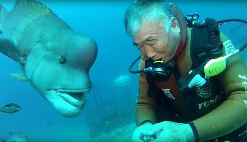 Mergulhador japonês continua visitando seu melhor amigo peixe por mais de 25 anos