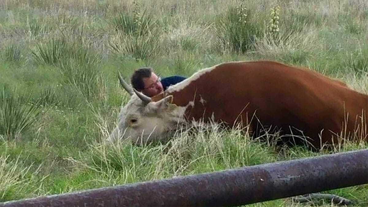Homem é flagrado consolando vaca aflita depois que ela perdeu o filhote