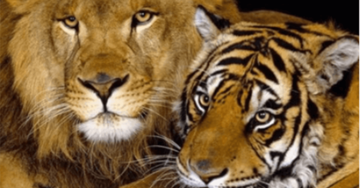 Na Rússia, um leão e uma tigresa se cruzaram. Assim nasceu um bebê ‘ligre’ e é muito lindo
