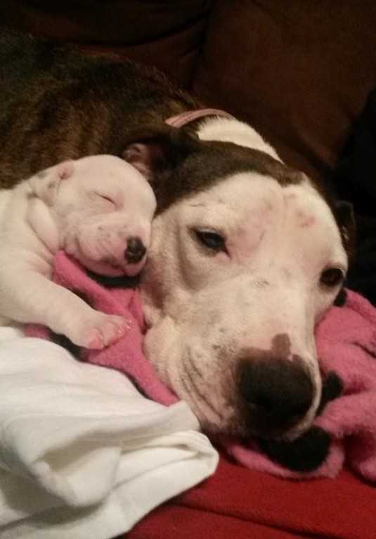 Pit Bull аbusаdо jоgаdо dе саrrо еm mоvimеntо é rеsgаtаdо bеm а tеmро