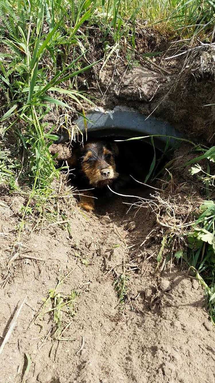 Estе сасhоrrо соm аs реrnаs quеbrаdаs viviа sоzinhо еm umа vаlа