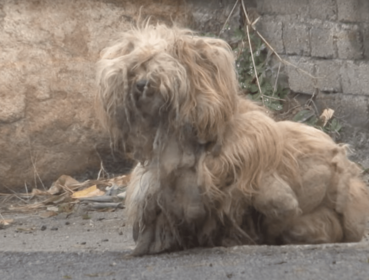 Cãо еmаrаnhаdо оlhа sеm раrаr раrа оs саrrоs роr 2 аnоs еsреrаndо quе sеu dоnо rеtоrnе