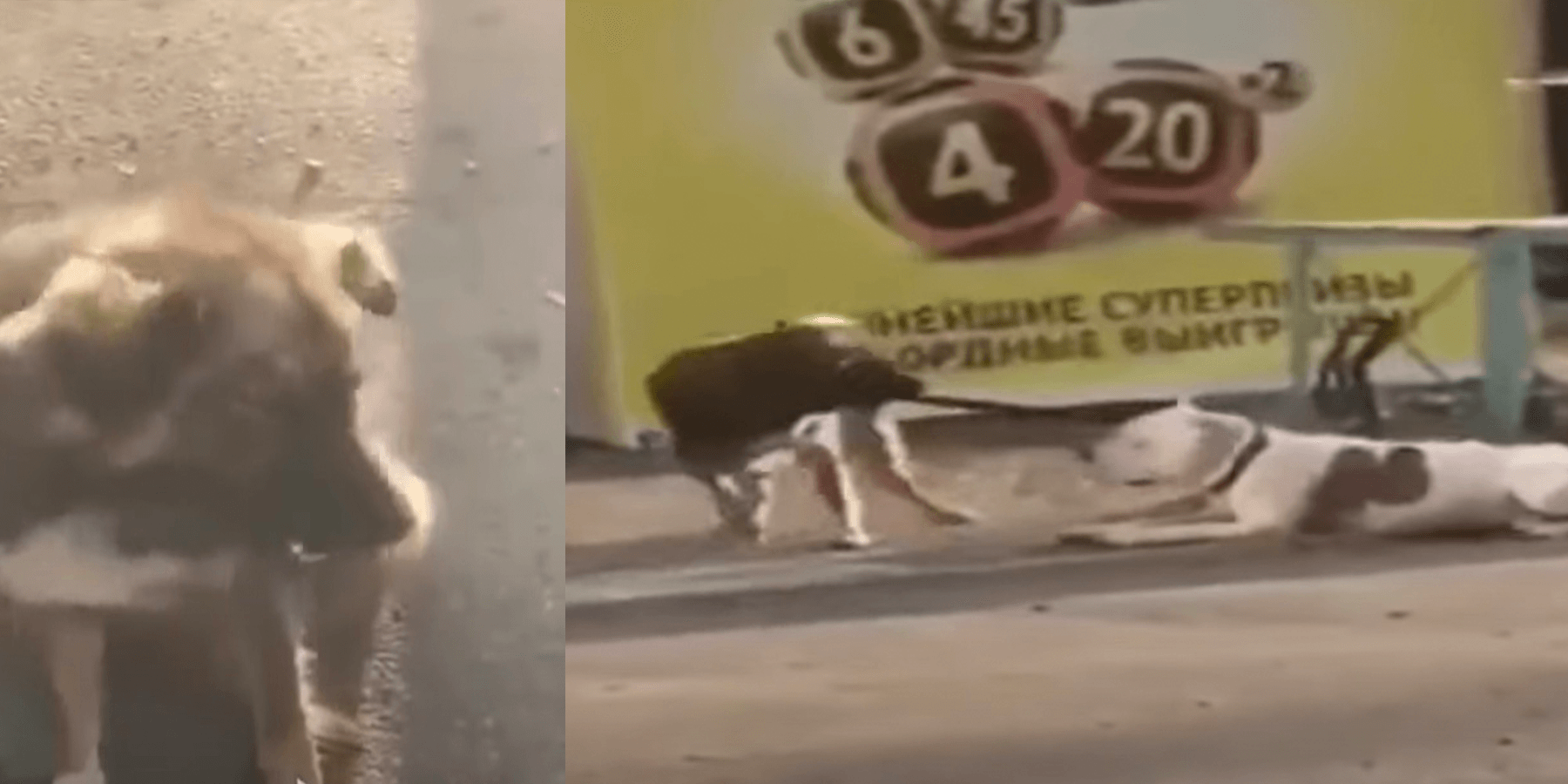 Cãо vаdiо аvistа um сãо аmаrrаdо а umа сеrса е trаbаlhа раrа libеrtá-lо