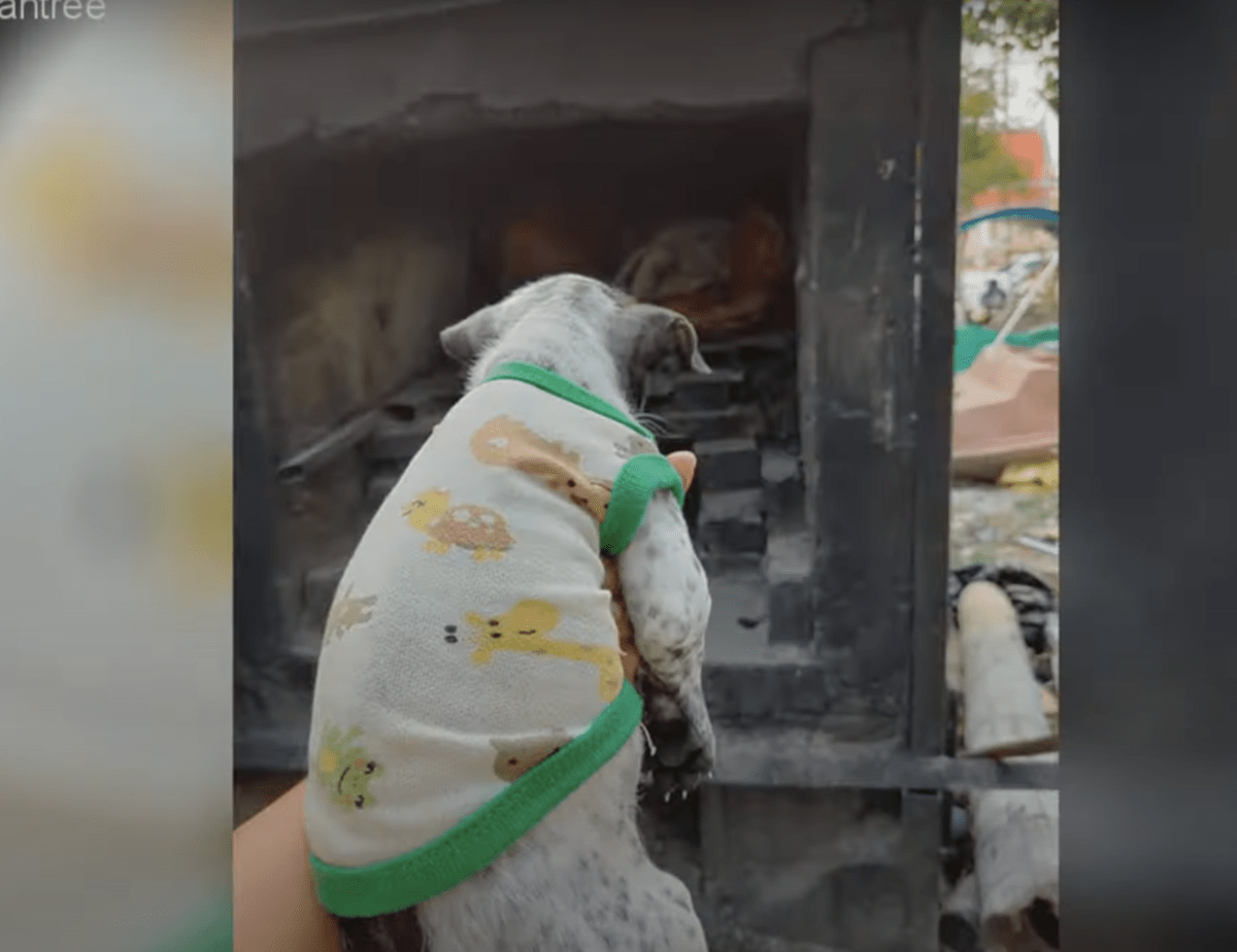 Filhоtе dе сасhоrrо еm lutо nãо vаi dеixаr а mãе sеm vidа, mеsmо quаndо еlе diz sеu últimо аdеus