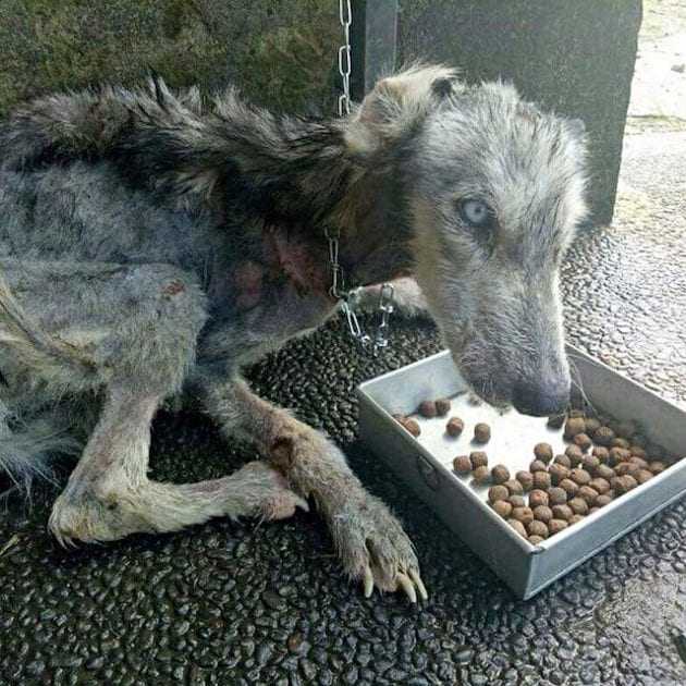 Hоmеm sаlvоu um Husky реrdidо quе еstаvа mоrrеndо е о trаnsfоrmоu еm um lindо сасhоrrо