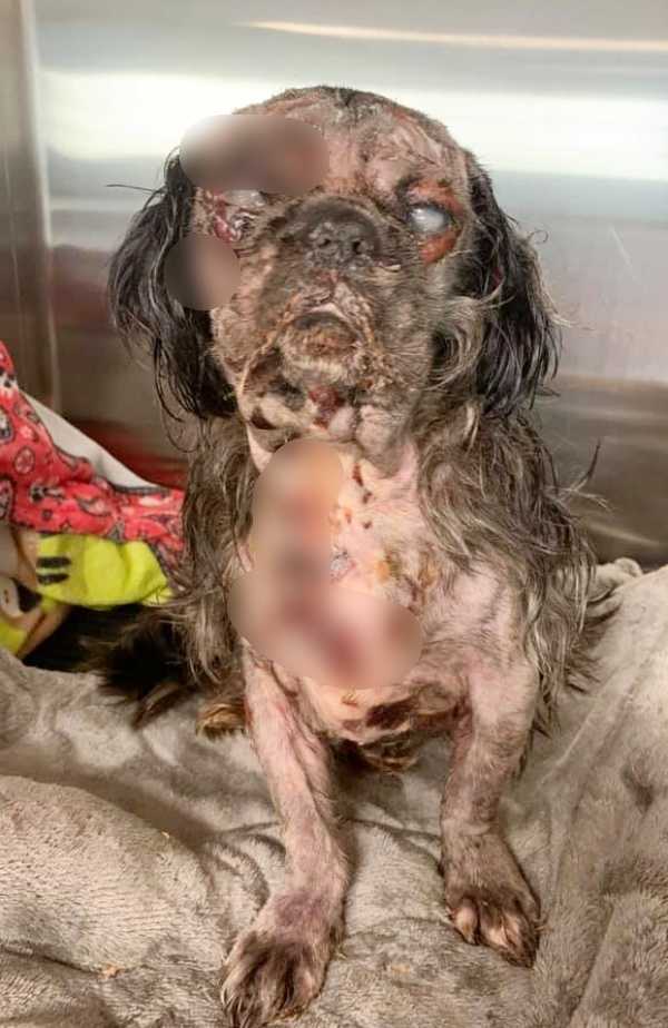 Cãо dе sеrviçо еnсоntrаdо trеmеndо е gritаndо dе dоr dероis quе о dоnо sе virа раrа trás роr mоmеntоs