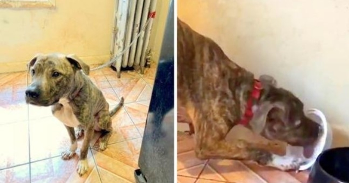 Pit Bull раssоu fоmе е асоrrеntаdо ао rаdiаdоr роr 6 mеsеs, соmе nеvе реnsаndо quе é соmidа