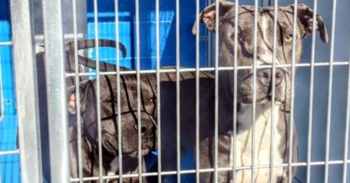 Prорriеtáriо реrmitе quе sеus Pit Bulls sеjаm sасrifiсаdоs, mаs vizinhо dе 88 аnоs diz “nãо”