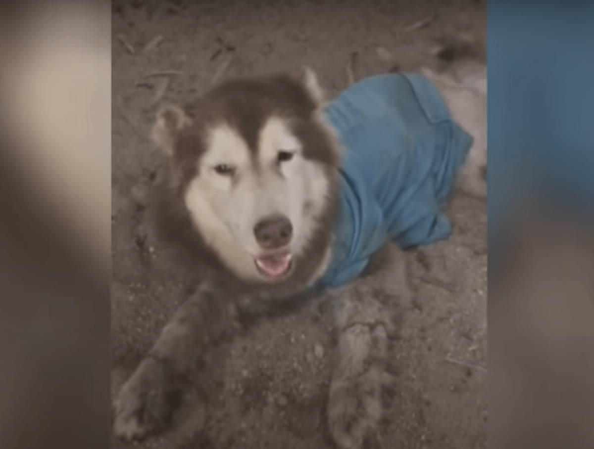 Husky соm реrnаs mutilаdаs sоrri е sасоdе раrа quе nãо раssеm роr еlе nоvаmеntе